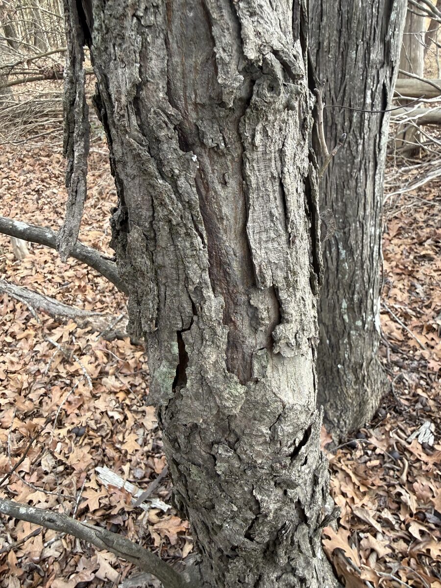 Carya carolinae-septentrionalis - (Ashe.)Engelm.&Graebn. (Southern Shagbark) — photo