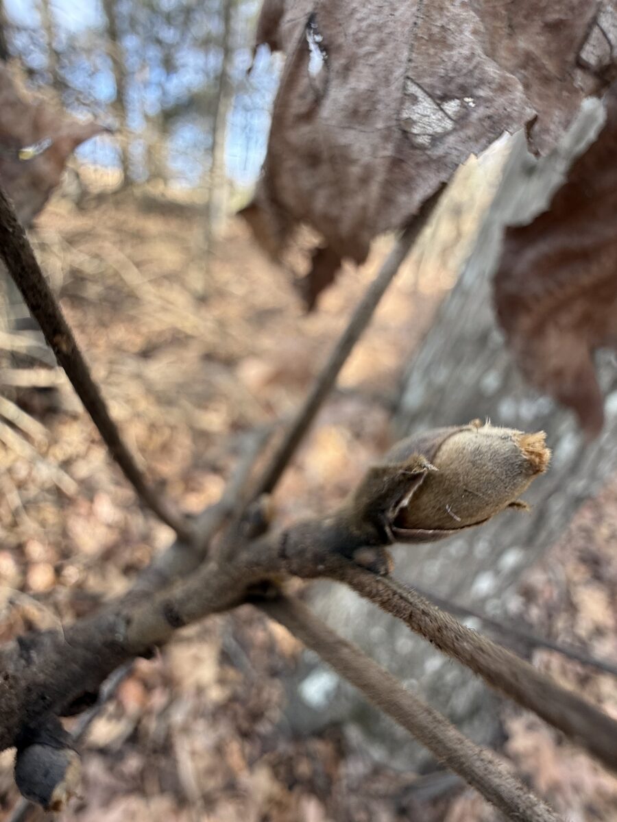 Carya carolinae-septentrionalis - (Ashe.)Engelm.&Graebn. (Southern Shagbark) — photo