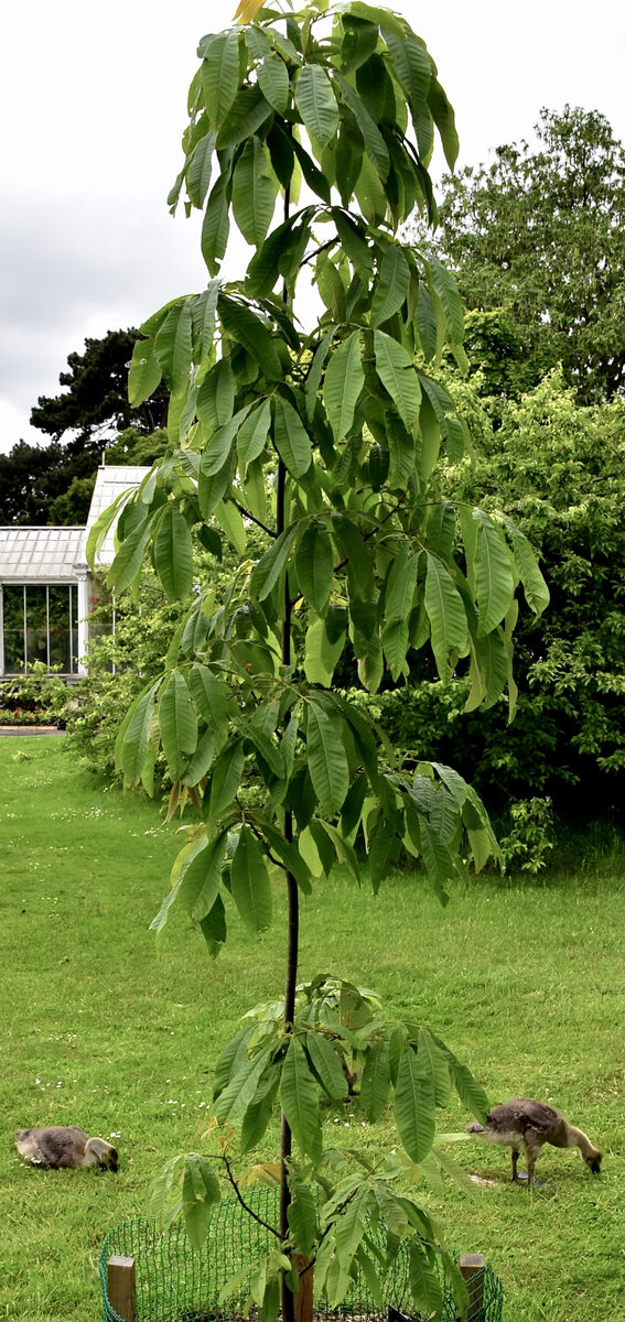Carya cathayensis (Chinese Hickory) — photo