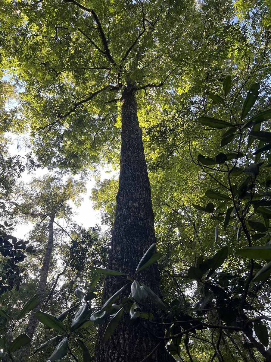 Carya glabra megacarpa - (Sarg.)Sarg. (Coastal Pignut Hickory) — photo