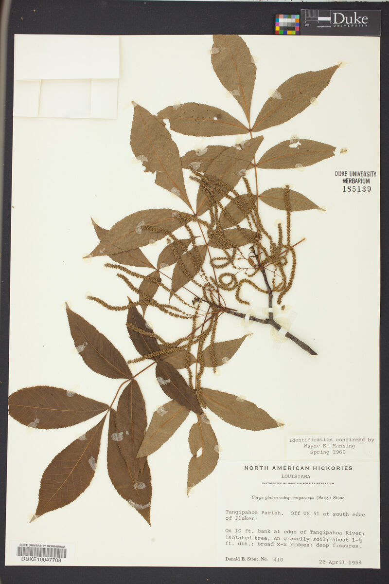 Carya glabra subsp. megacarpa (Coastal pignut hickory) — photo