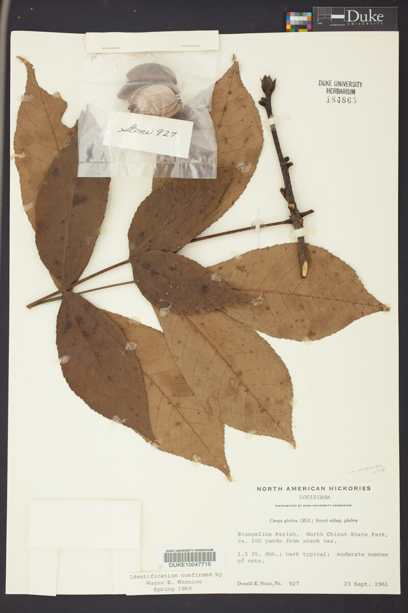 Carya glabra subsp. megacarpa (Coastal pignut hickory) — photo