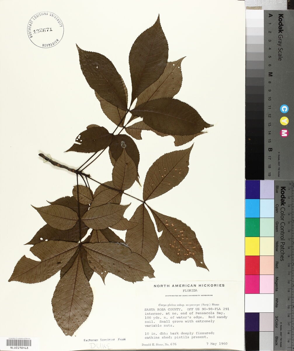 Carya glabra subsp. megacarpa