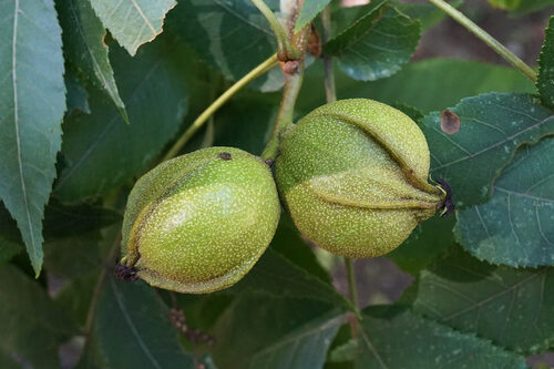 Carya illinoinensis (Pecan) — photo