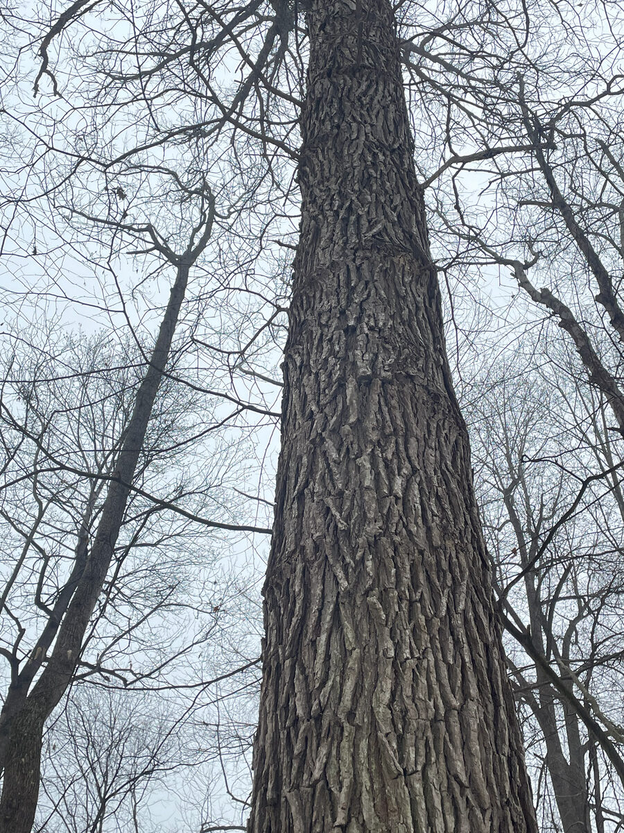 Carya ovalis - (Wangenh.)Sarg. (Sweet Pignut) — photo