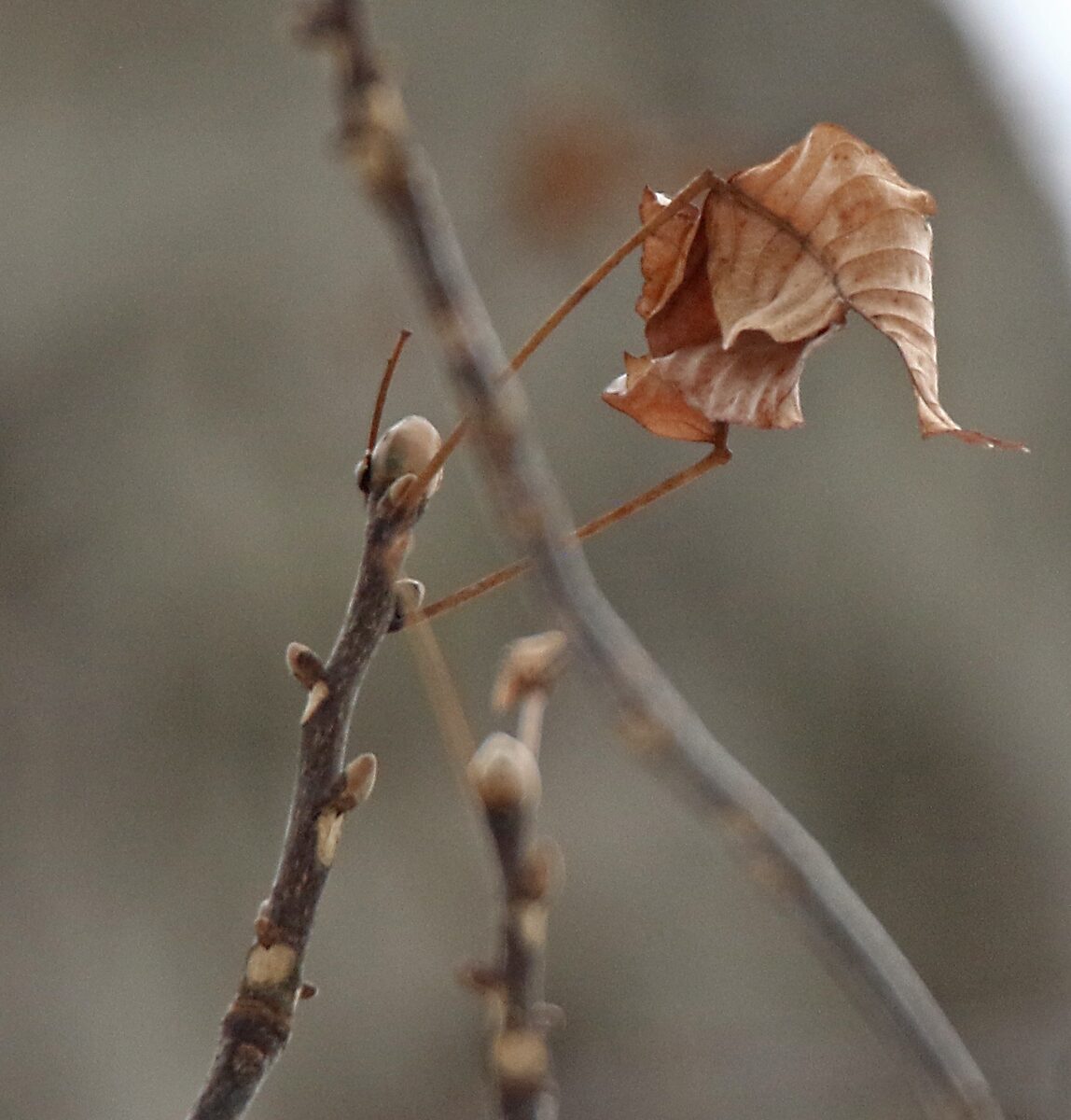 Carya ovalis - (Wangenh.)Sarg. (Sweet Pignut) — photo