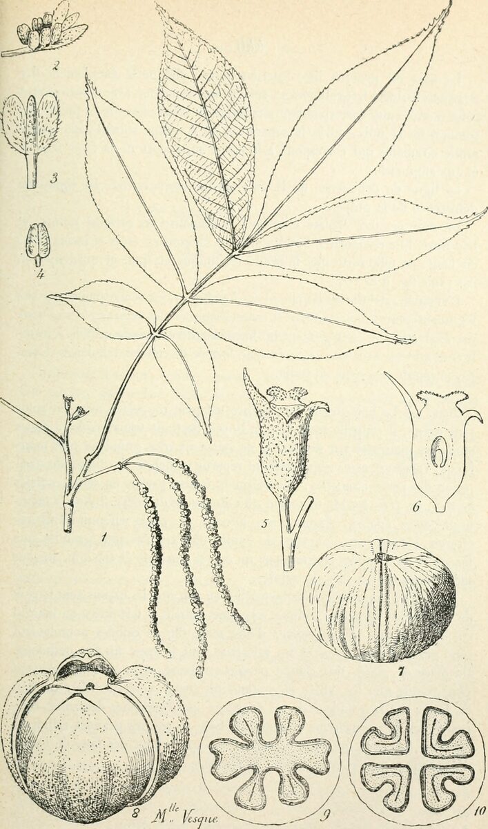 Carya tonkinensis (Vietnam hickory) — photo