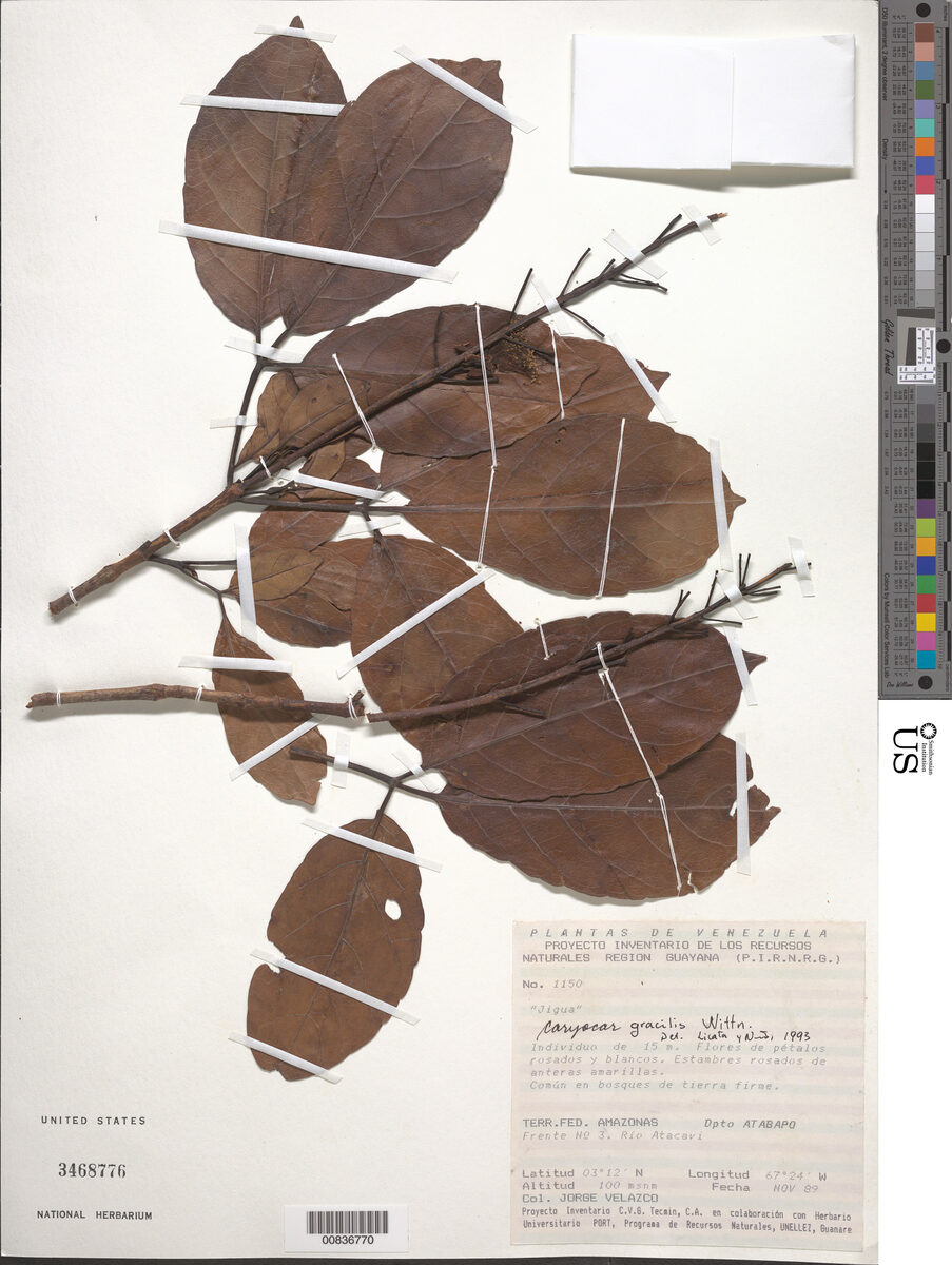 Caryocar gracile — photo