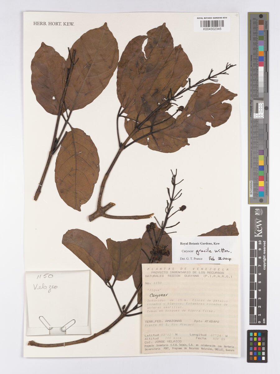 Caryocar gracile — photo