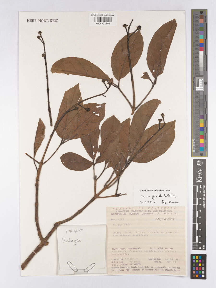 Caryocar gracile