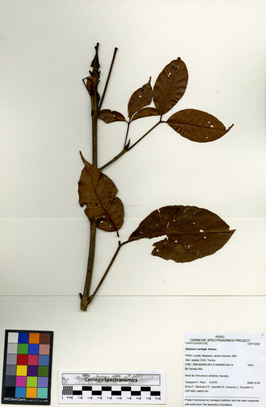 Caryocar harlingii (Harling caryocar) — photo