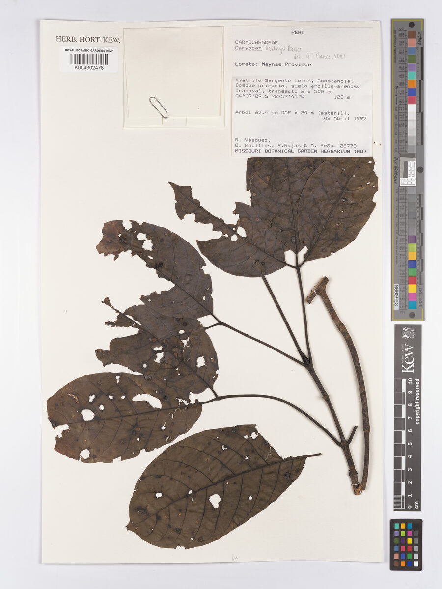 Caryocar harlingii (Harling caryocar) — photo