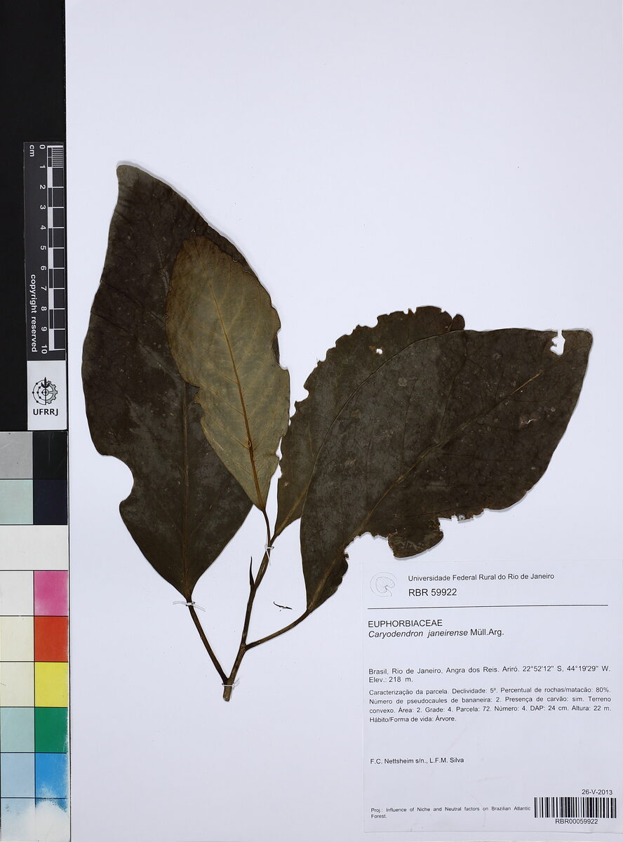 Caryodendron janeirense
