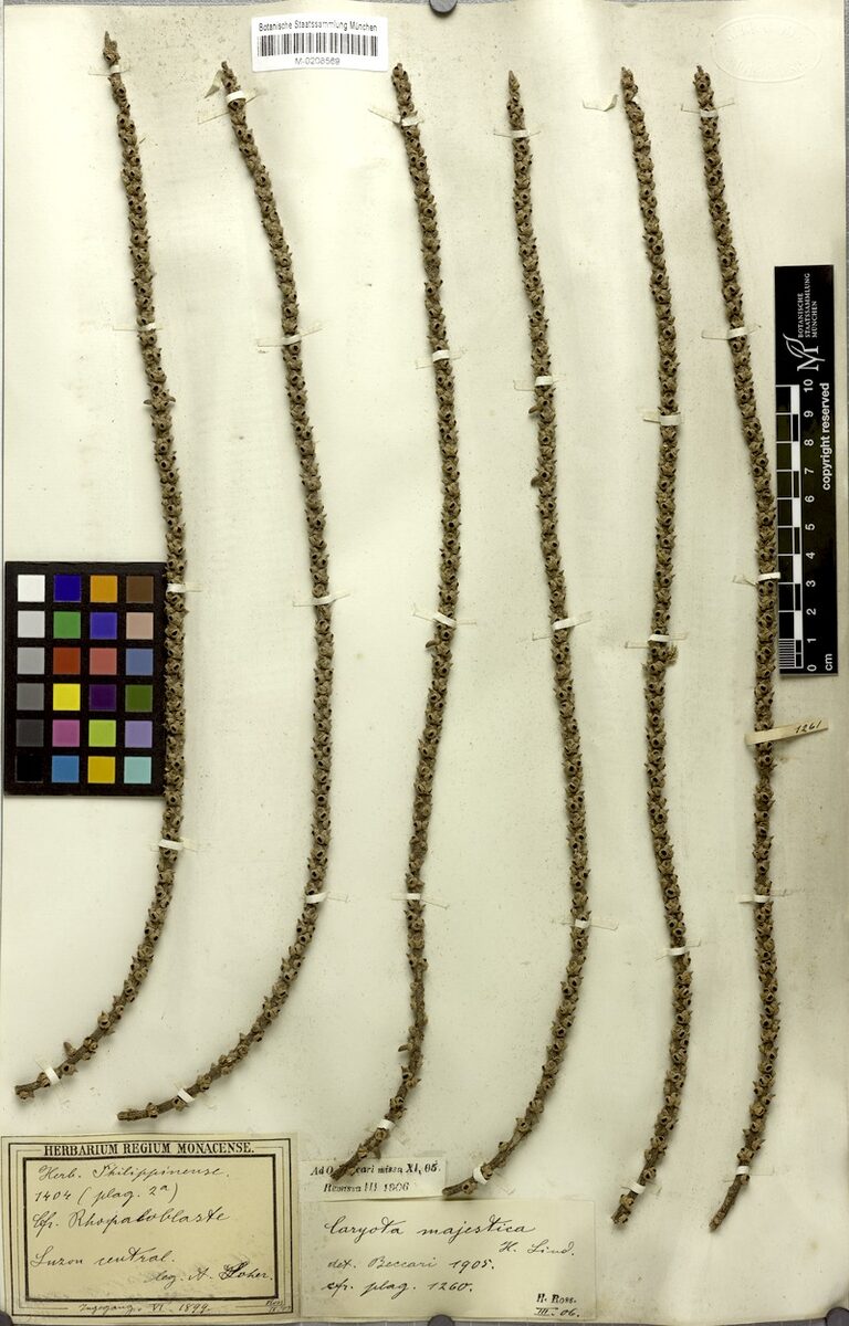 Caryota majestica (Pugahang-bungalan) — photo