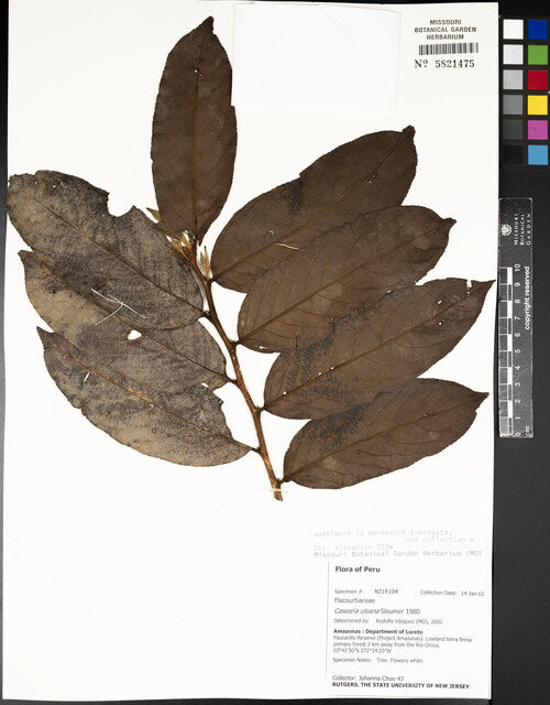 Casearia uleana (Ule casearia) — photo