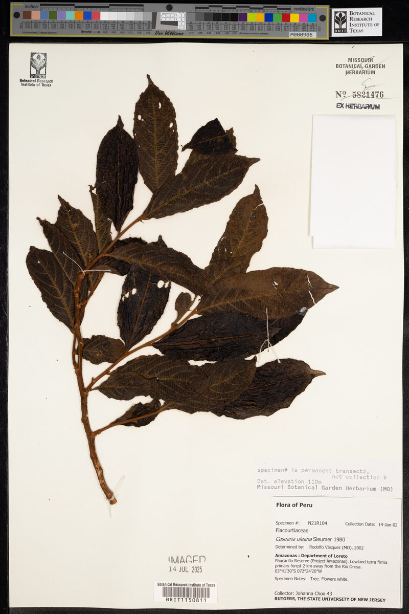 Casearia uleana (Ule casearia) — photo