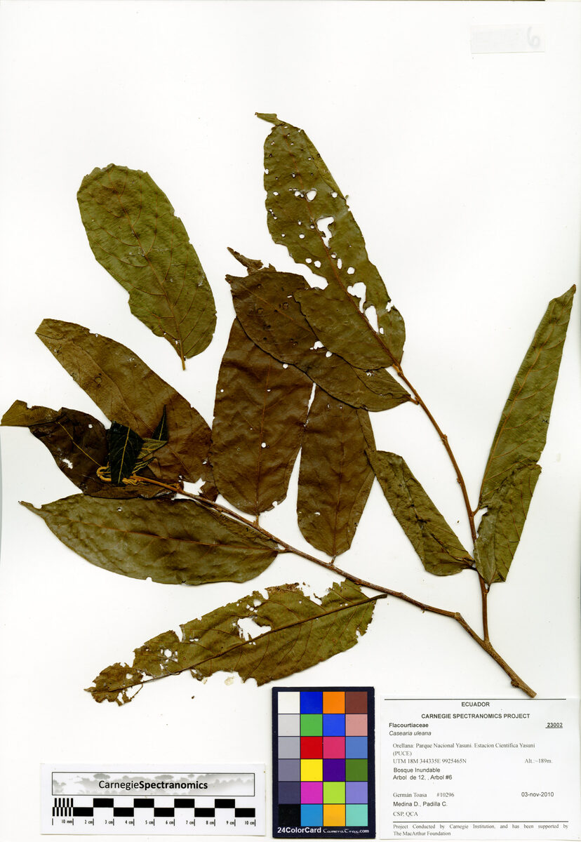 Casearia uleana