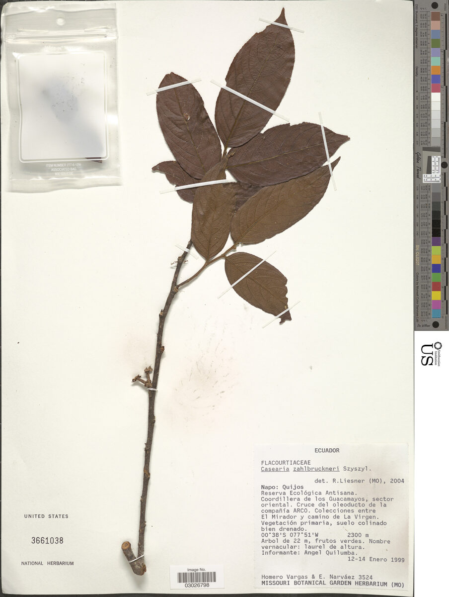 Casearia zahlbruckneri — photo