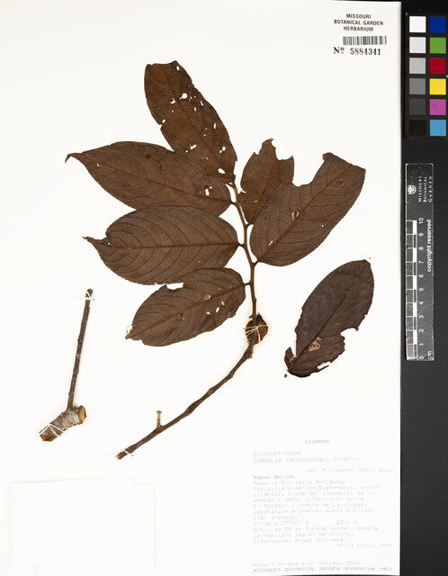 Casearia zahlbruckneri — photo