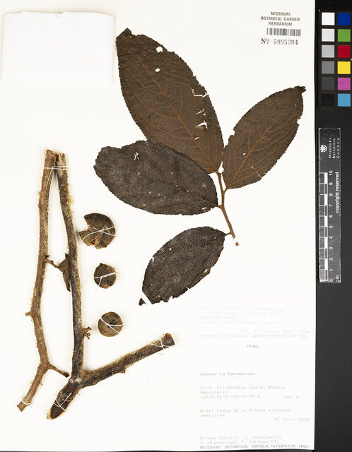 Casearia zahlbruckneri