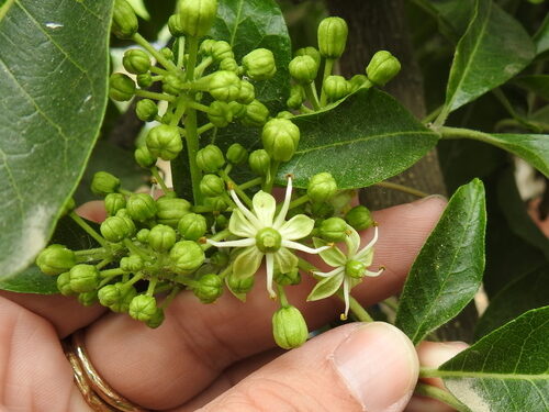 Casimiroa edulis (White Sapote) — photo