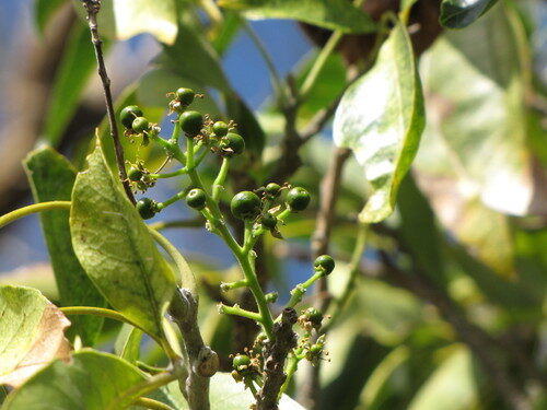 Casimiroa edulis (White Sapote) — photo