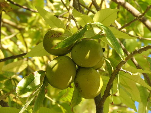 Casimiroa edulis