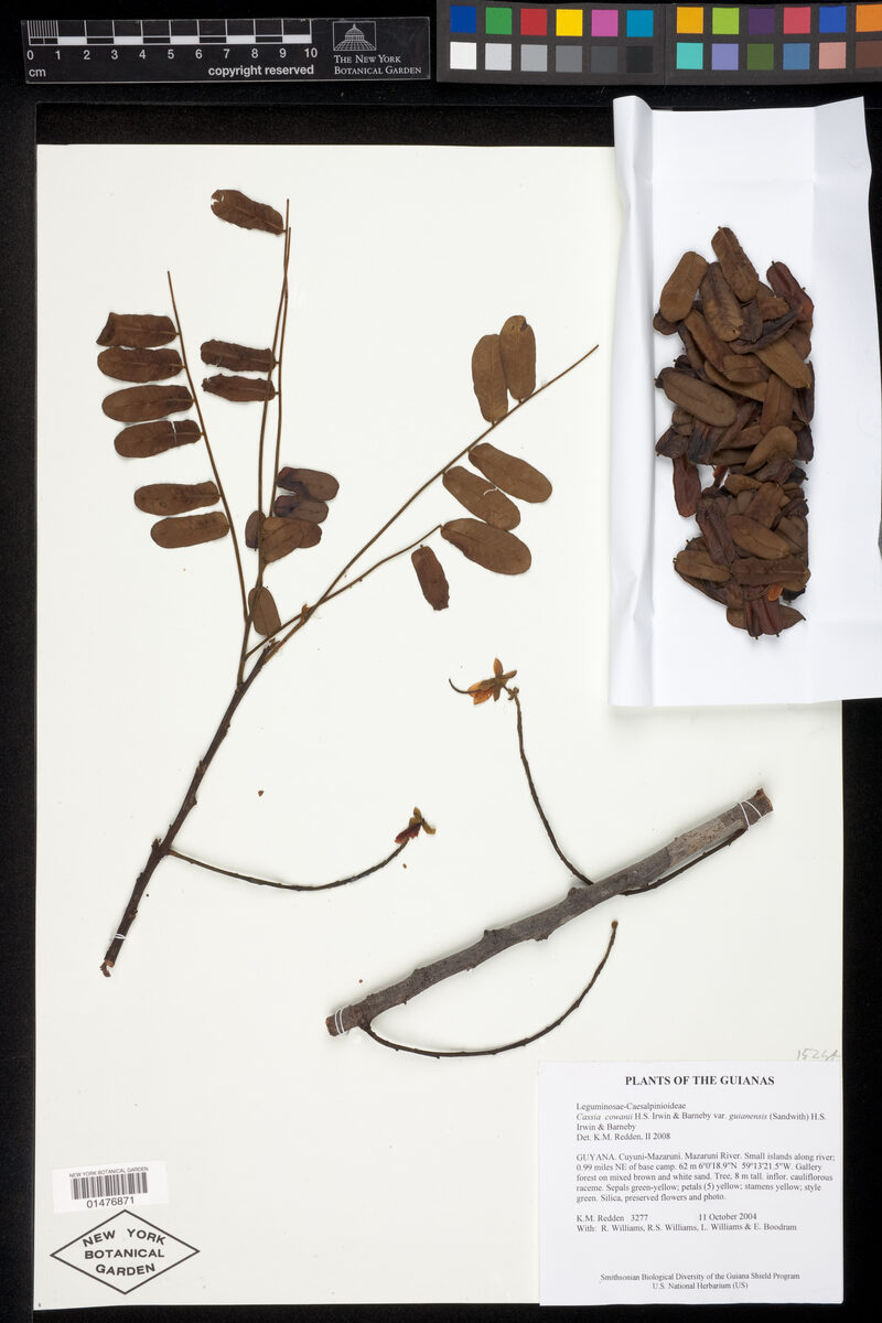 Cassia cowanii var. guianensis — photo