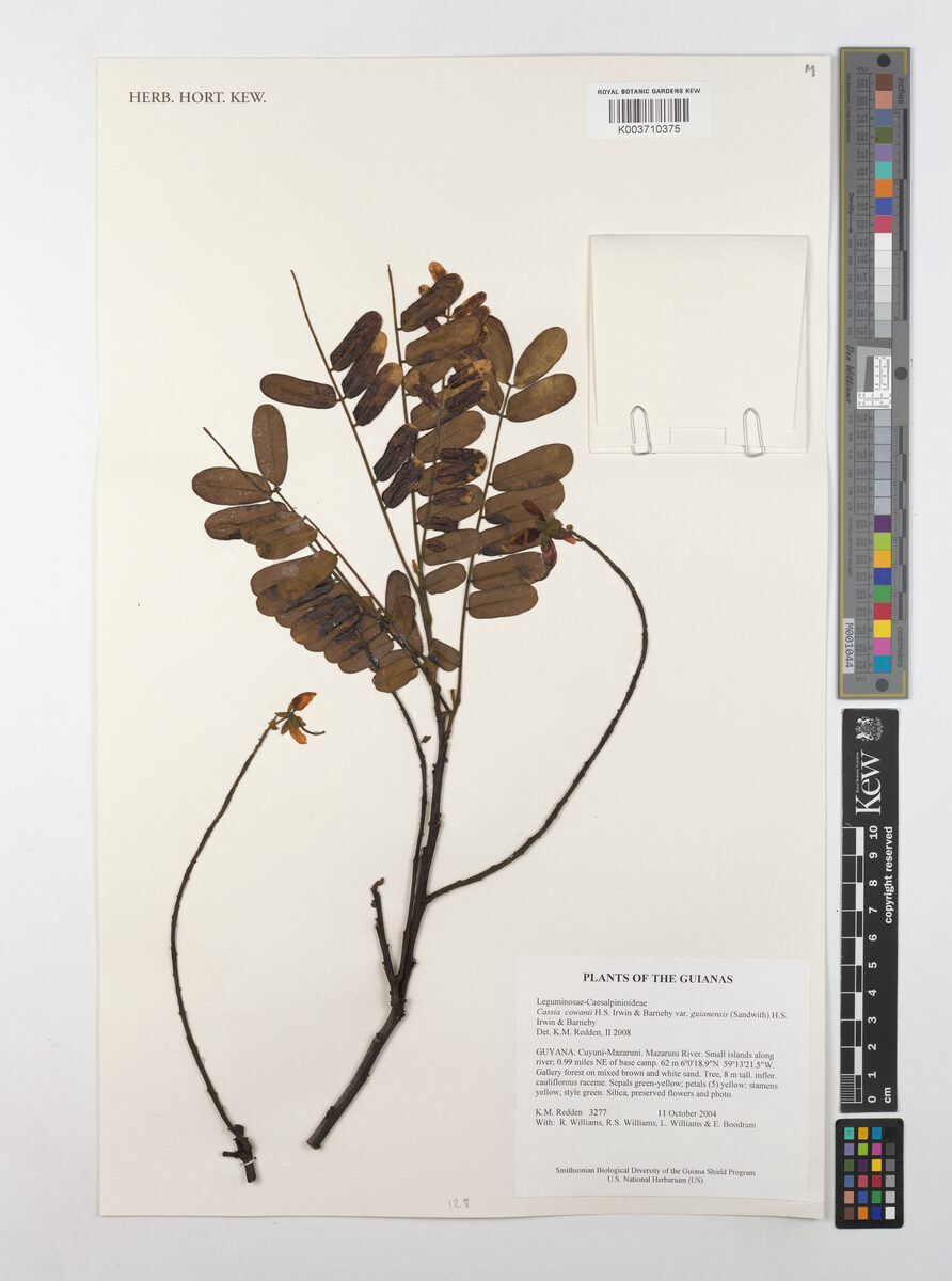 Cassia cowanii var. guianensis — photo