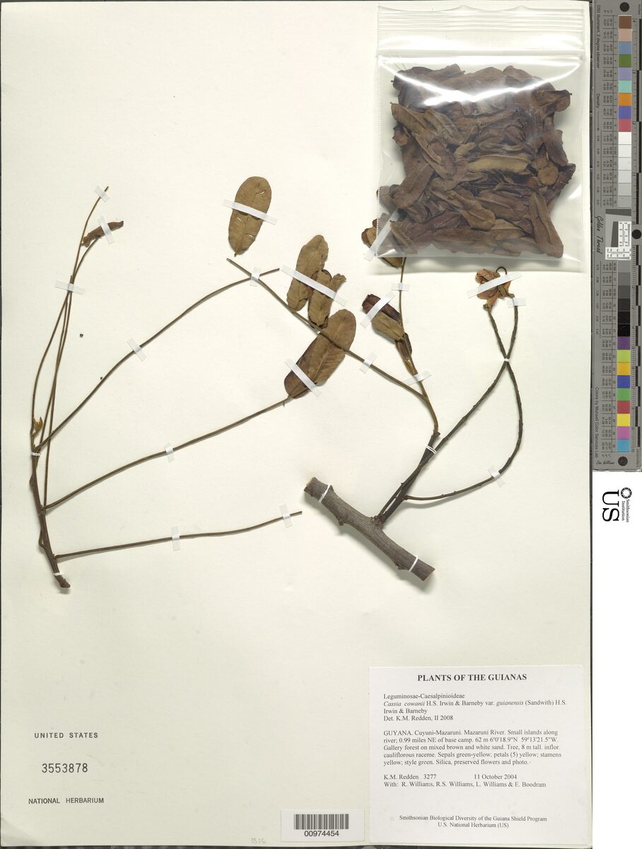 Cassia cowanii var. guianensis