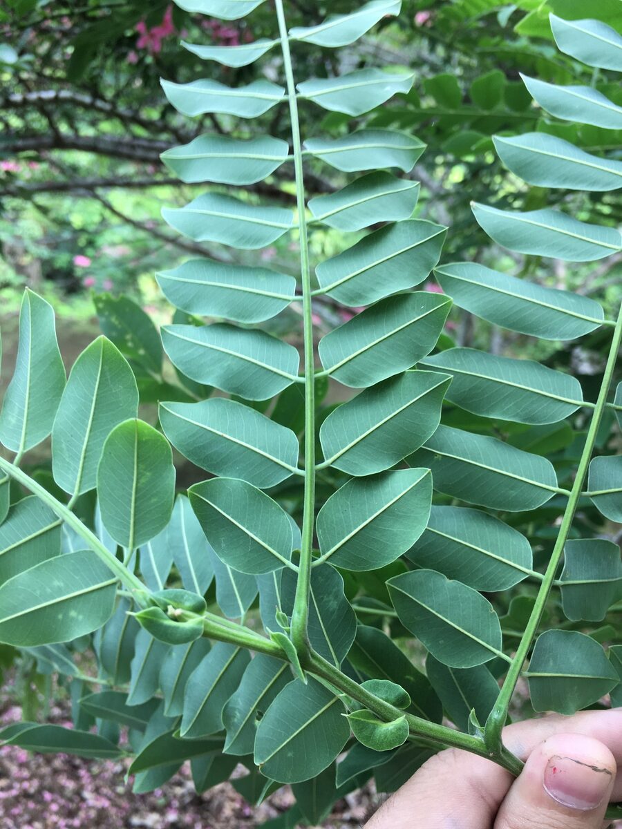 Cassia javanica subsp. nodosa (Pink cassia) — photo