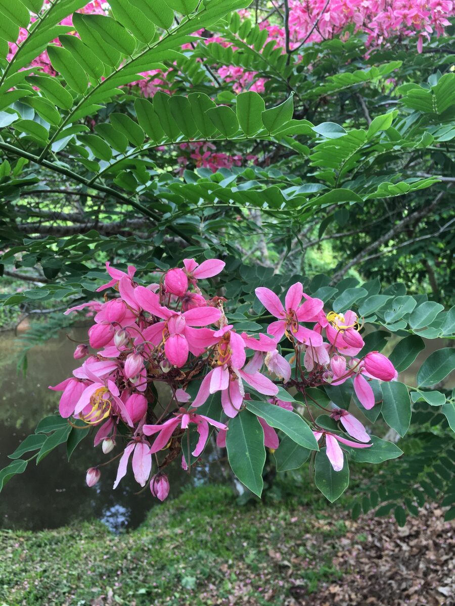 Cassia javanica subsp. nodosa (Pink cassia) — photo