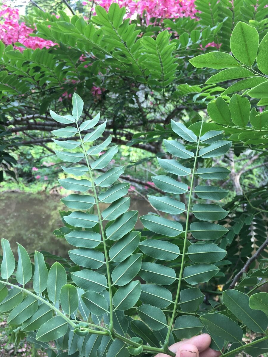 Cassia javanica subsp. nodosa