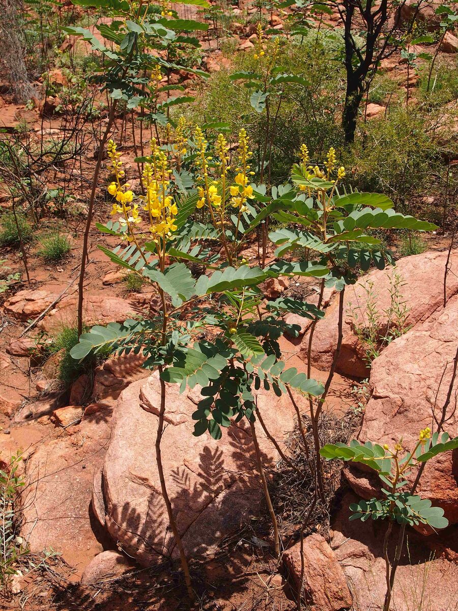 Cassia venusta