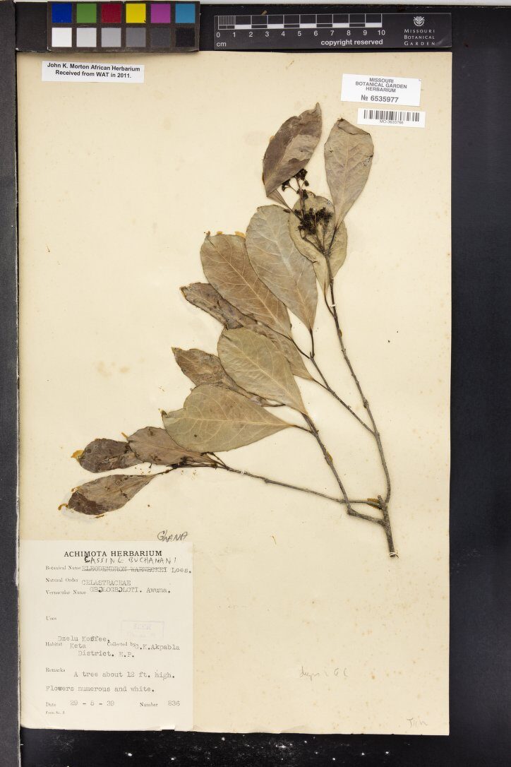 Cassine buchananii — photo