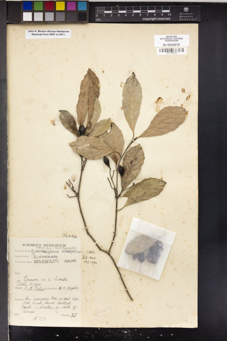Cassine buchananii — photo