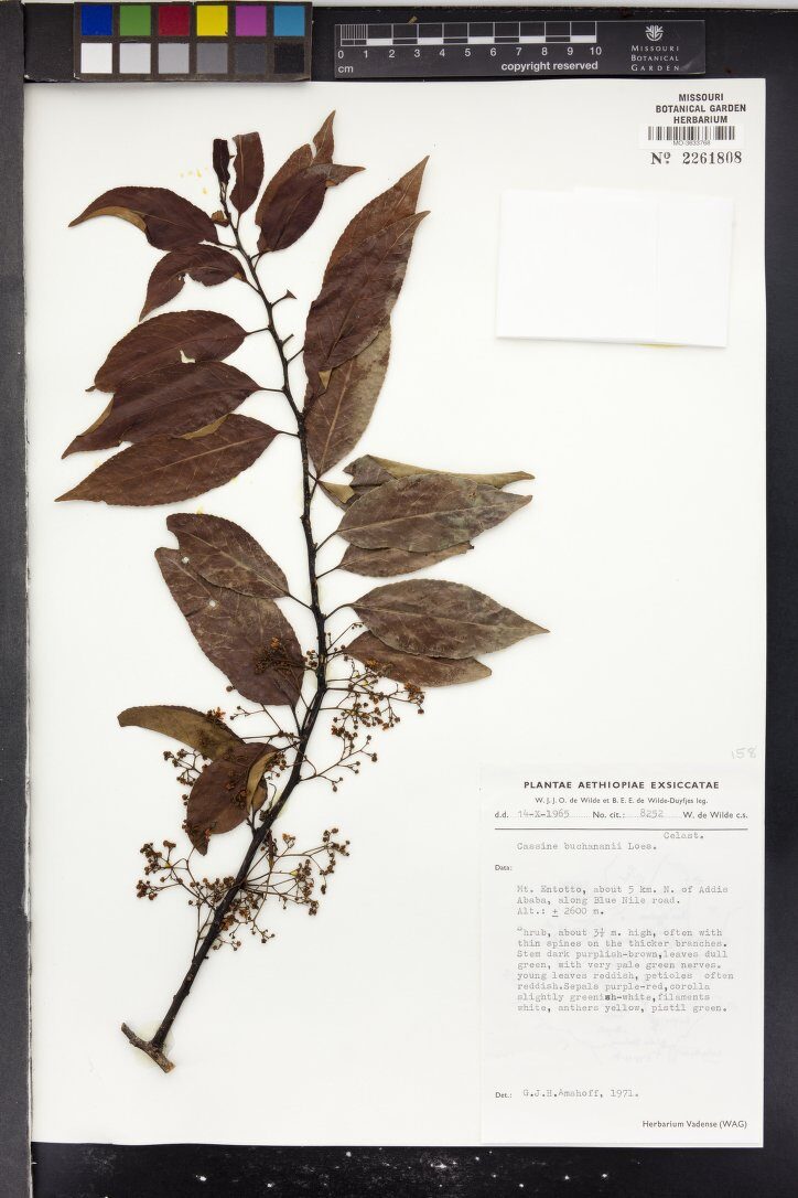 Cassine buchananii