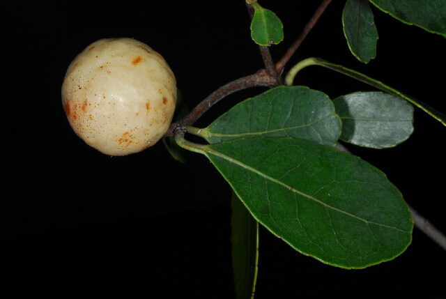 Cassine matabelicum — photo
