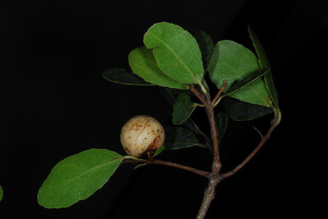 Cassine matabelicum