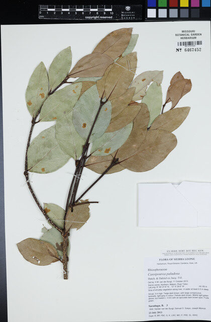 Cassipourea paludosa — photo