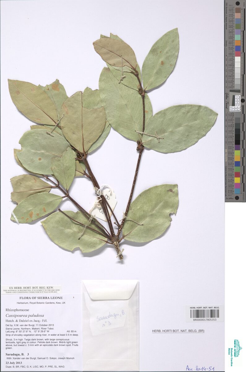 Cassipourea paludosa