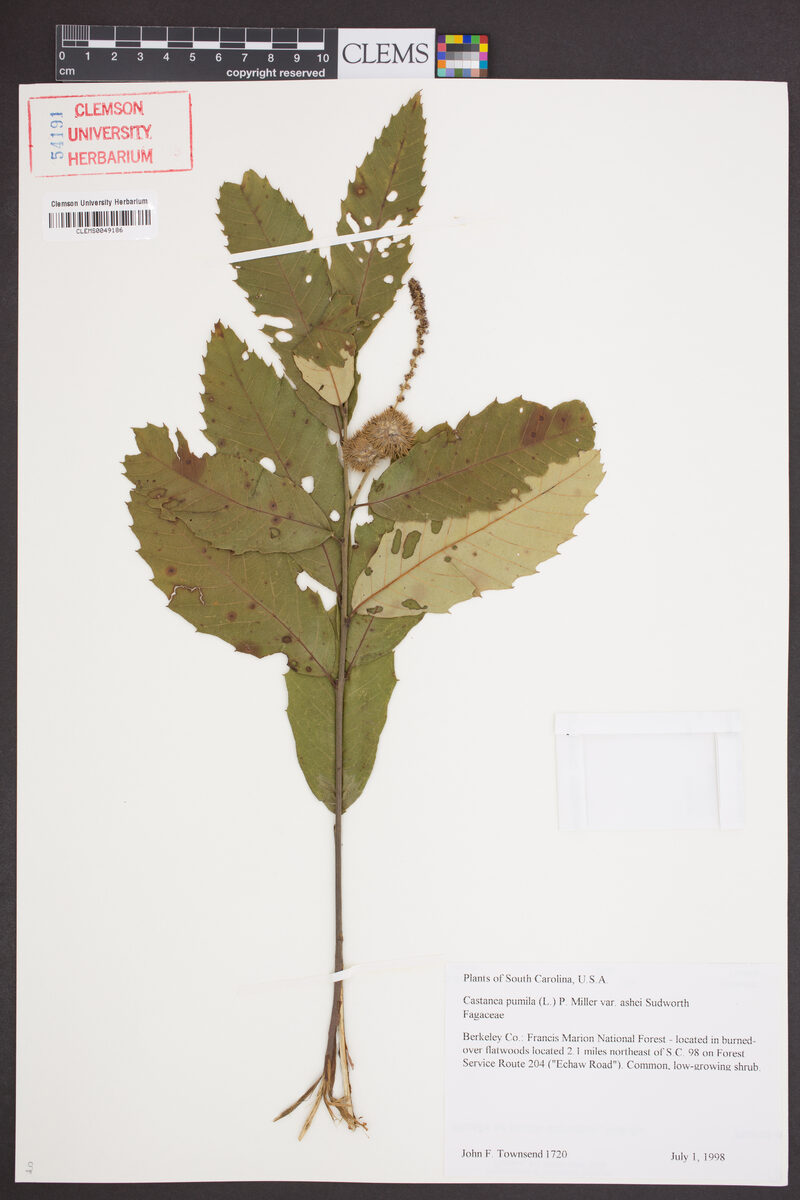 Castanea pumila ashei (Chinquapin) — photo