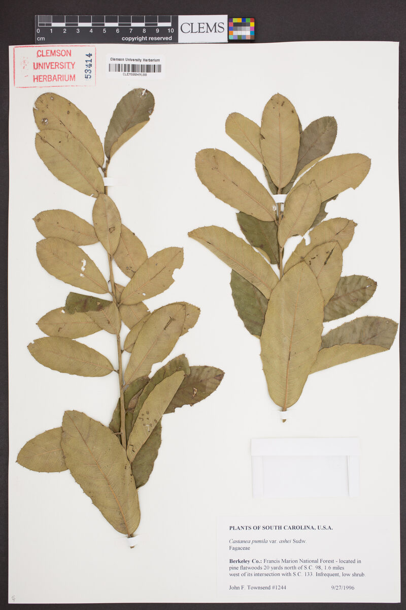 Castanea pumila ashei (Chinquapin) — photo