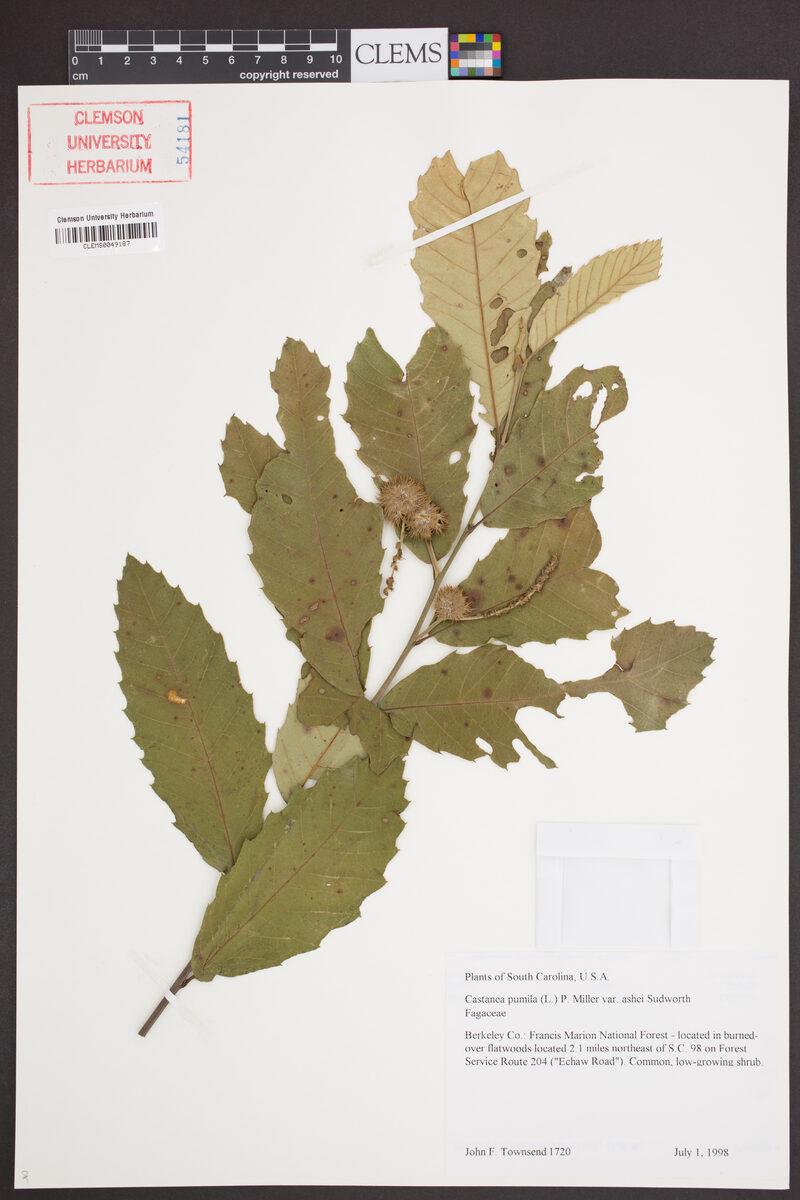 Castanea pumila ashei