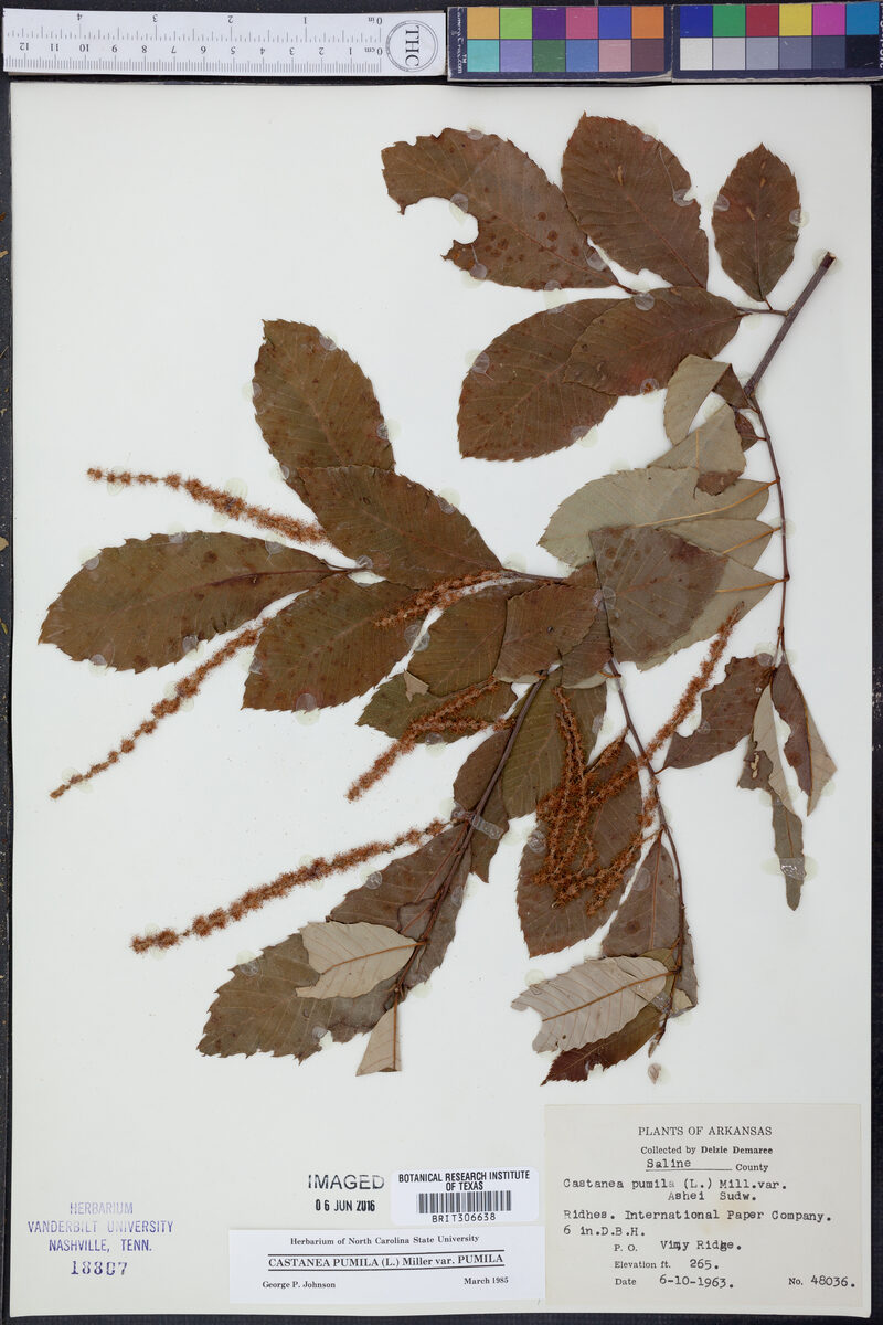 Castanea pumila subsp. ashei — photo