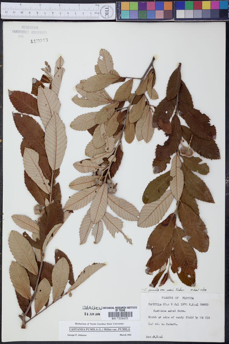 Castanea pumila subsp. ashei — photo