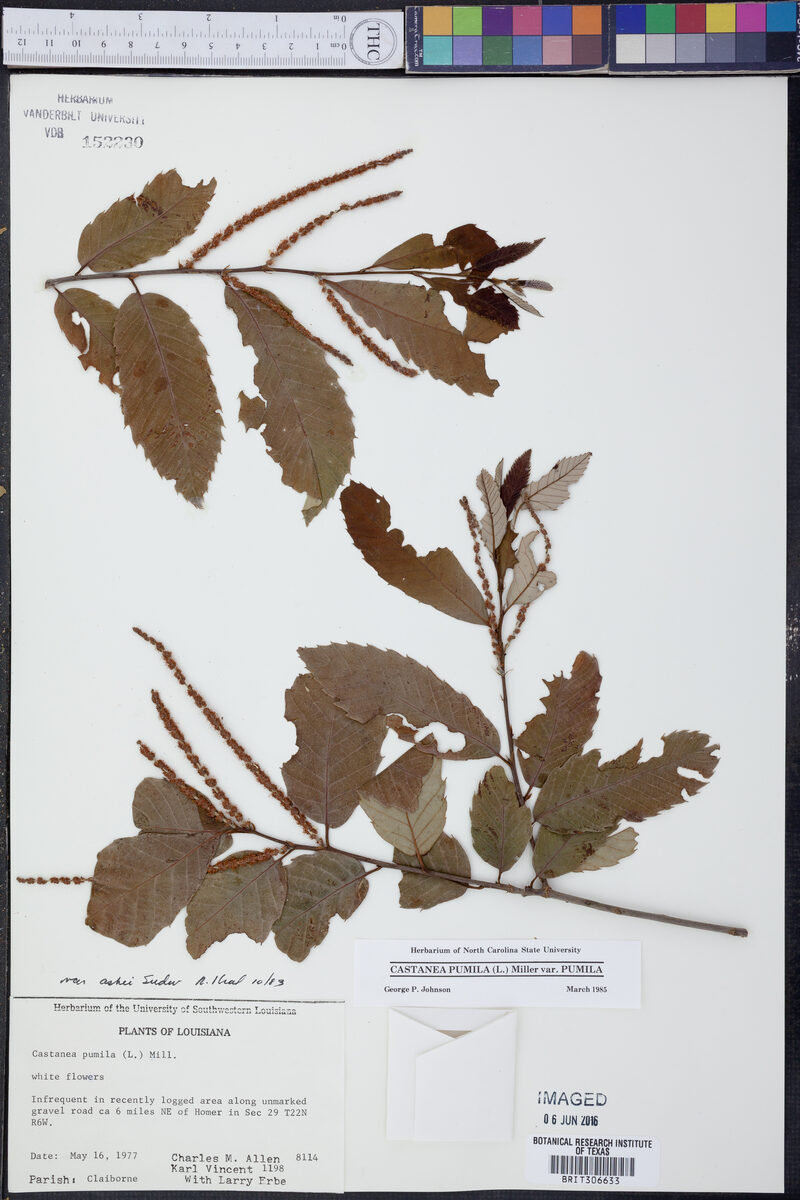Castanea pumila subsp. ashei