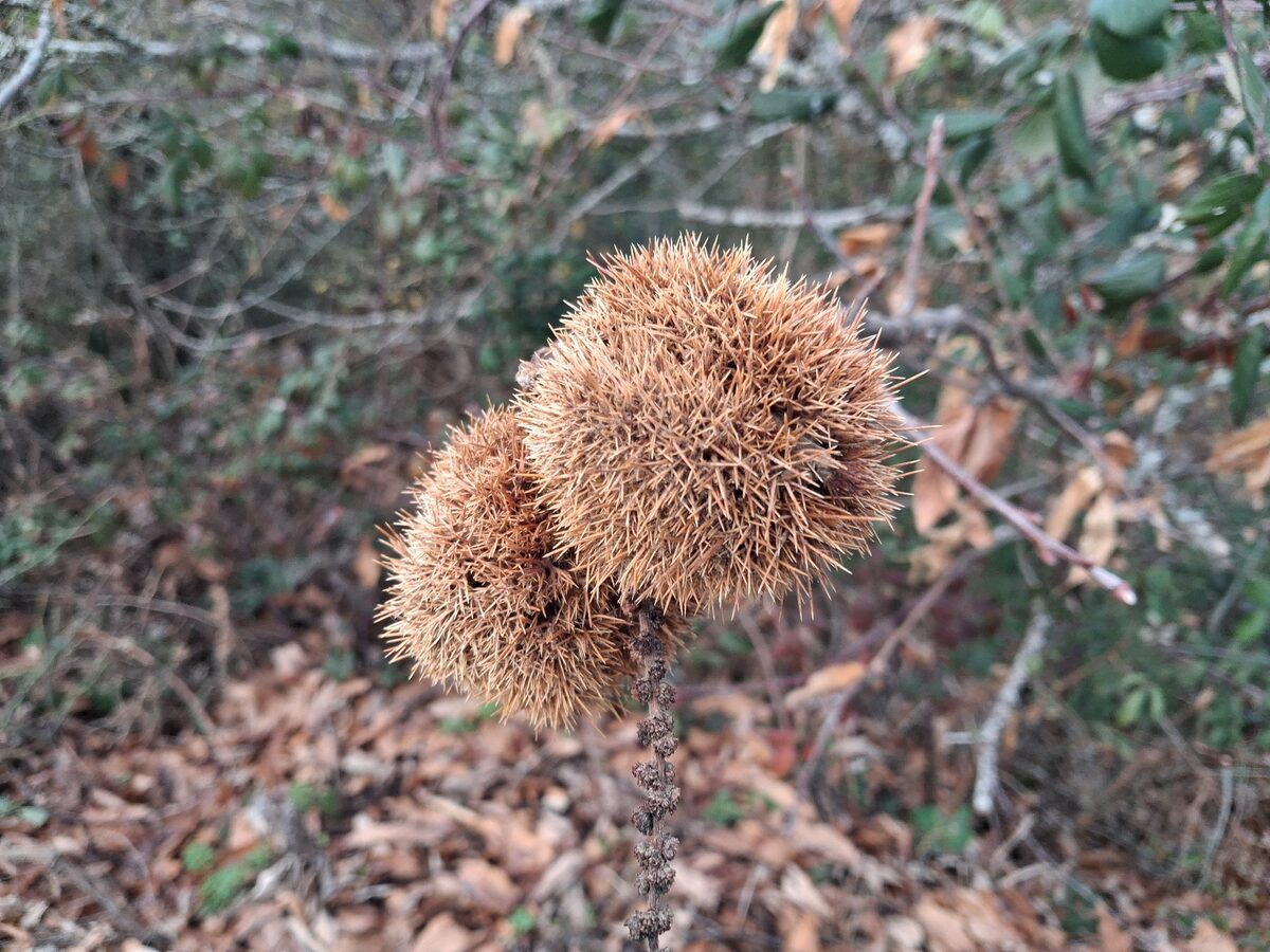 Castanea species (Chestnut Hybrids) — photo
