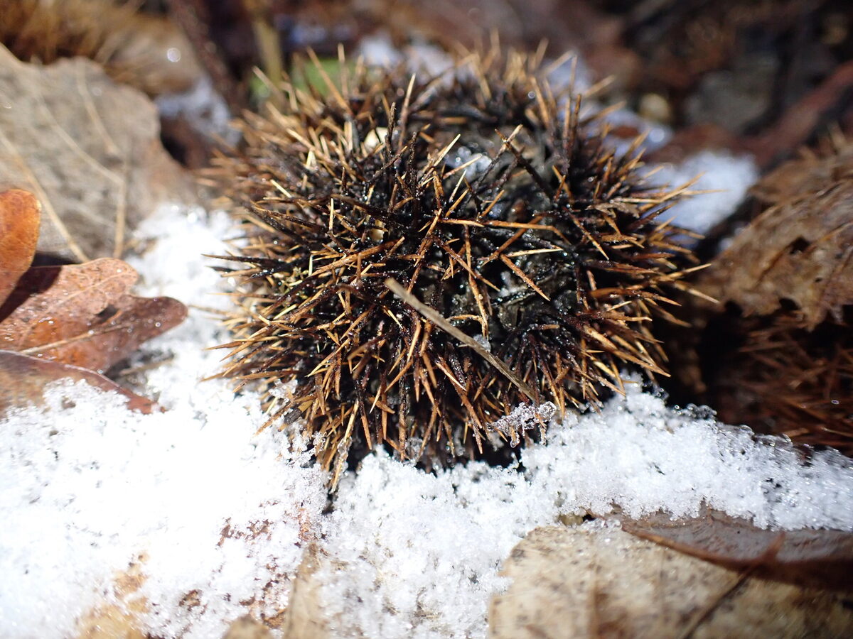 Castanea species (Chestnut Hybrids) — photo