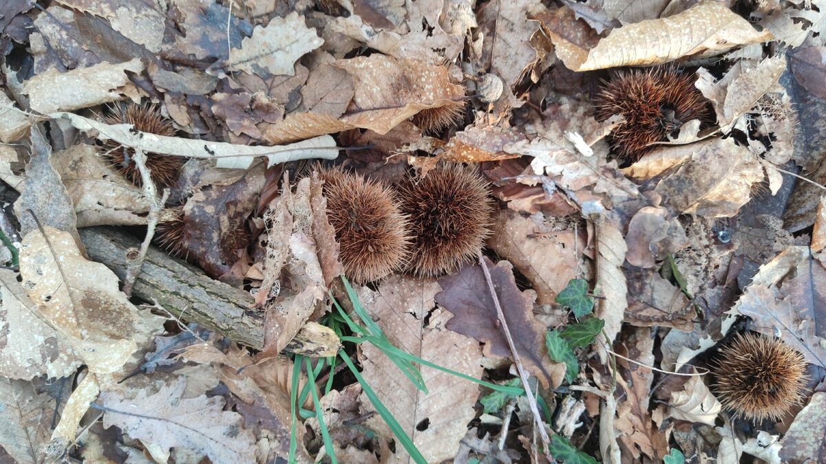 Castanea species